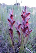 Serapias orientalis subsp. apulica