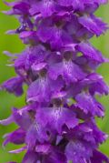 Orchis mascula subsp. speciosa