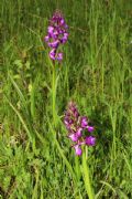 Anacamptis x alata