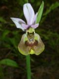 Ophrys tenthredinifera subsp. neglecta