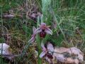 Ophrys panormitana