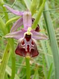 Ophrys peucetiae