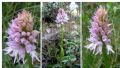 Orchis italica