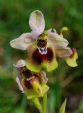 Ophrys tenthredinifera