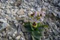 Ophrys tenthredinifera subsp. neglecta