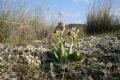 Ophrys tenthredinifera subsp. neglecta