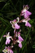 Orchis patens