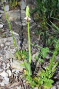 Ophrys tetraloniae