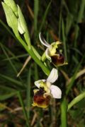 Ophrys tetraloniae