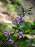Cephalanthera rubra