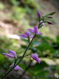 Cephalanthera rubra