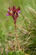 Anacamptis papilionacea