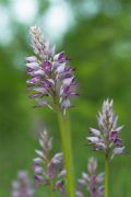 Orchis militaris