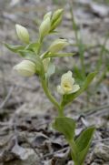 Cephalanthera damasonium