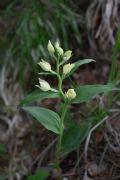 Cephalanthera damasonium