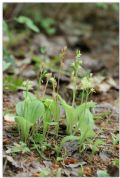 Liparis nemoralis