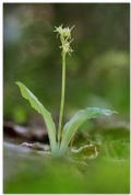 Liparis nemoralis