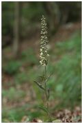 Epipactis purpurata