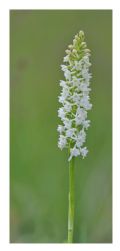 Gymnadenia odoratissima