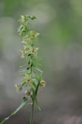Epipactis neglecta