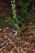 Epipactis neglecta