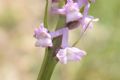 Gymnadenia odoratissima