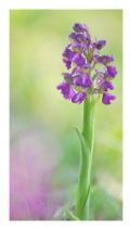 Anacamptis morio