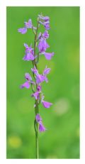 Anacamptis palustris