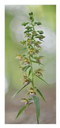 Epipactis neglecta