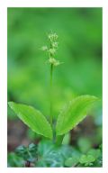 Liparis nemoralis