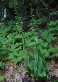 Epipactis neglecta