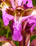 Orchis spitzelii