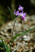 Cephalanthera rubra