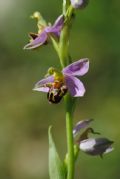 Ophrys apifera