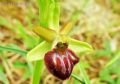 Ophrys brutia