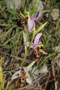 Ophrys oestrifera subsp. montis-gargani