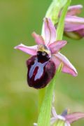 Ophrys sipontensis