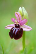 Ophrys sipontensis