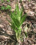 Cephalanthera longifolia