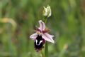 Ophrys reinholdii