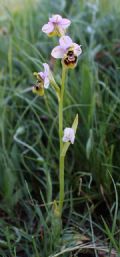 Ophrys tenthredinifera