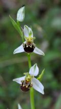 Ophrys apifera