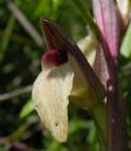 Serapias lingua