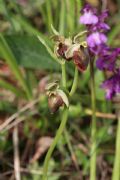 Ophrys tarquinia