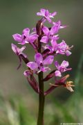 Orchis brancifortii