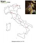 Epipogium aphyllum (mappa distribuzione)