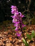 Orchis mascula subsp. ichnusae