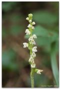 Goodyera repens