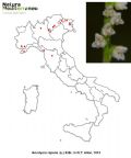 Goodyera repens (mappa distribuzione)