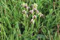 Ophrys umbilicata
